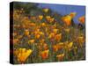 Golden California Poppies, Santa Cruz Coast, California, USA-Tom Norring-Stretched Canvas