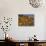 Golden California Poppies, Santa Cruz Coast, California, USA-Tom Norring-Stretched Canvas displayed on a wall