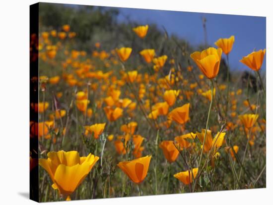 Golden California Poppies, Santa Cruz Coast, California, USA-Tom Norring-Stretched Canvas