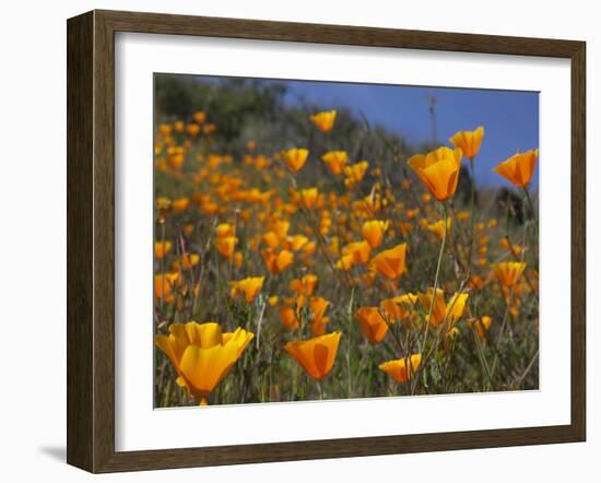 Golden California Poppies, Santa Cruz Coast, California, USA-Tom Norring-Framed Premium Photographic Print