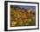 Golden California Poppies, Santa Cruz Coast, California, USA-Tom Norring-Framed Premium Photographic Print