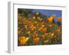 Golden California Poppies, Santa Cruz Coast, California, USA-Tom Norring-Framed Premium Photographic Print