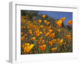 Golden California Poppies, Santa Cruz Coast, California, USA-Tom Norring-Framed Premium Photographic Print