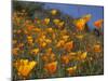 Golden California Poppies, Santa Cruz Coast, California, USA-Tom Norring-Mounted Premium Photographic Print