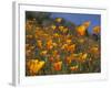 Golden California Poppies, Santa Cruz Coast, California, USA-Tom Norring-Framed Photographic Print