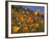 Golden California Poppies, Santa Cruz Coast, California, USA-Tom Norring-Framed Photographic Print