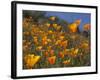 Golden California Poppies, Santa Cruz Coast, California, USA-Tom Norring-Framed Photographic Print