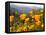 Golden California Poppies, Santa Cruz Coast, California, USA-Tom Norring-Framed Stretched Canvas