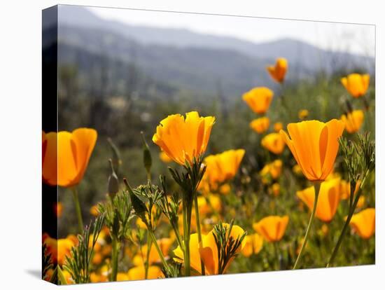 Golden California Poppies, Santa Cruz Coast, California, USA-Tom Norring-Stretched Canvas