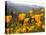 Golden California Poppies, Santa Cruz Coast, California, USA-Tom Norring-Stretched Canvas