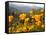 Golden California Poppies, Santa Cruz Coast, California, USA-Tom Norring-Framed Stretched Canvas