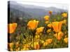 Golden California Poppies, Santa Cruz Coast, California, USA-Tom Norring-Stretched Canvas