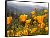 Golden California Poppies, Santa Cruz Coast, California, USA-Tom Norring-Framed Stretched Canvas