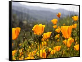 Golden California Poppies, Santa Cruz Coast, California, USA-Tom Norring-Framed Stretched Canvas