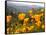 Golden California Poppies, Santa Cruz Coast, California, USA-Tom Norring-Framed Stretched Canvas