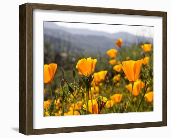 Golden California Poppies, Santa Cruz Coast, California, USA-Tom Norring-Framed Premium Photographic Print