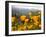 Golden California Poppies, Santa Cruz Coast, California, USA-Tom Norring-Framed Premium Photographic Print