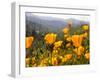 Golden California Poppies, Santa Cruz Coast, California, USA-Tom Norring-Framed Premium Photographic Print