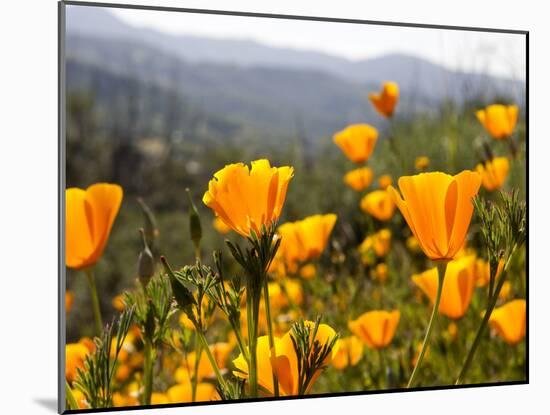 Golden California Poppies, Santa Cruz Coast, California, USA-Tom Norring-Mounted Premium Photographic Print