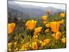 Golden California Poppies, Santa Cruz Coast, California, USA-Tom Norring-Mounted Premium Photographic Print