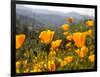 Golden California Poppies, Santa Cruz Coast, California, USA-Tom Norring-Framed Premium Photographic Print