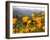 Golden California Poppies, Santa Cruz Coast, California, USA-Tom Norring-Framed Photographic Print