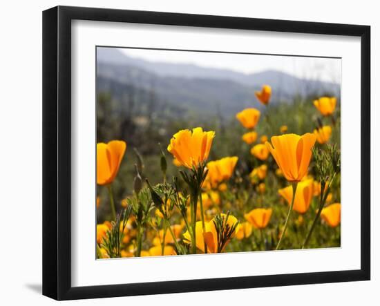 Golden California Poppies, Santa Cruz Coast, California, USA-Tom Norring-Framed Photographic Print