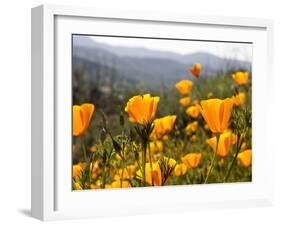 Golden California Poppies, Santa Cruz Coast, California, USA-Tom Norring-Framed Photographic Print