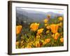 Golden California Poppies, Santa Cruz Coast, California, USA-Tom Norring-Framed Photographic Print