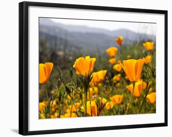 Golden California Poppies, Santa Cruz Coast, California, USA-Tom Norring-Framed Photographic Print