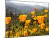 Golden California Poppies, Santa Cruz Coast, California, USA-Tom Norring-Mounted Photographic Print