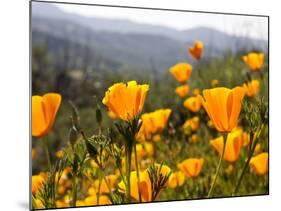 Golden California Poppies, Santa Cruz Coast, California, USA-Tom Norring-Mounted Photographic Print