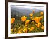 Golden California Poppies, Santa Cruz Coast, California, USA-Tom Norring-Framed Photographic Print