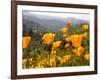 Golden California Poppies, Santa Cruz Coast, California, USA-Tom Norring-Framed Photographic Print