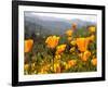 Golden California Poppies, Santa Cruz Coast, California, USA-Tom Norring-Framed Photographic Print