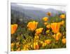 Golden California Poppies, Santa Cruz Coast, California, USA-Tom Norring-Framed Photographic Print