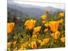 Golden California Poppies, Santa Cruz Coast, California, USA-Tom Norring-Mounted Photographic Print