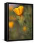 Golden California Poppies, Santa Cruz Coast, California, USA-Tom Norring-Framed Stretched Canvas