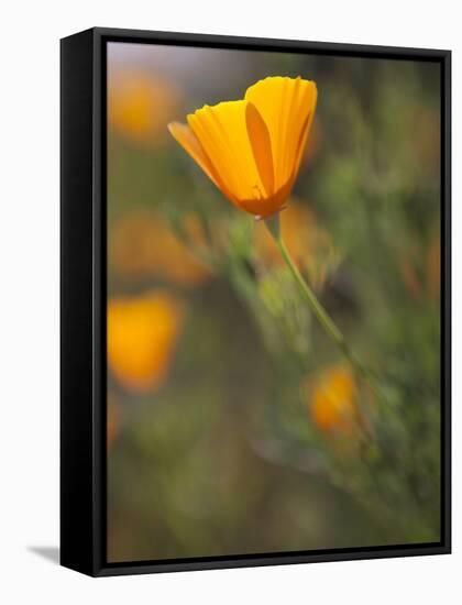 Golden California Poppies, Santa Cruz Coast, California, USA-Tom Norring-Framed Stretched Canvas