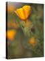 Golden California Poppies, Santa Cruz Coast, California, USA-Tom Norring-Stretched Canvas
