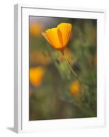 Golden California Poppies, Santa Cruz Coast, California, USA-Tom Norring-Framed Premium Photographic Print