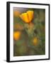 Golden California Poppies, Santa Cruz Coast, California, USA-Tom Norring-Framed Premium Photographic Print
