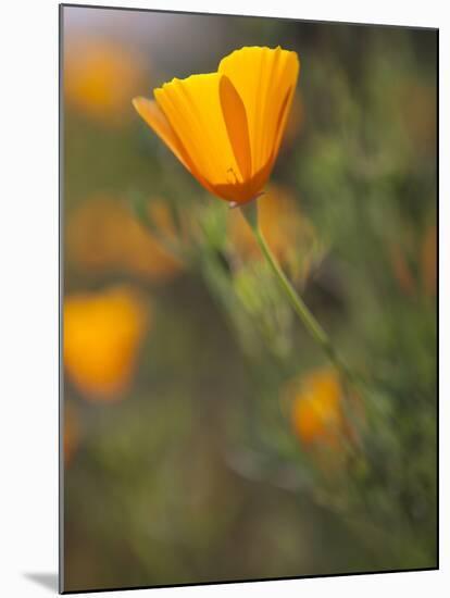 Golden California Poppies, Santa Cruz Coast, California, USA-Tom Norring-Mounted Premium Photographic Print