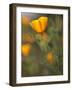 Golden California Poppies, Santa Cruz Coast, California, USA-Tom Norring-Framed Photographic Print