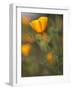 Golden California Poppies, Santa Cruz Coast, California, USA-Tom Norring-Framed Photographic Print