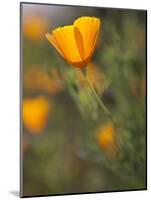 Golden California Poppies, Santa Cruz Coast, California, USA-Tom Norring-Mounted Photographic Print