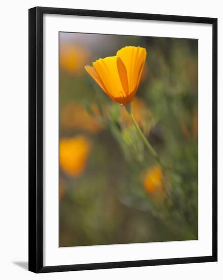 Golden California Poppies, Santa Cruz Coast, California, USA-Tom Norring-Framed Photographic Print