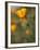 Golden California Poppies, Santa Cruz Coast, California, USA-Tom Norring-Framed Photographic Print