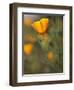 Golden California Poppies, Santa Cruz Coast, California, USA-Tom Norring-Framed Premium Photographic Print