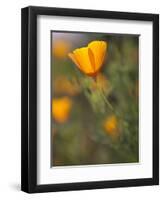 Golden California Poppies, Santa Cruz Coast, California, USA-Tom Norring-Framed Premium Photographic Print